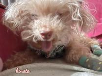 ���ε����β���