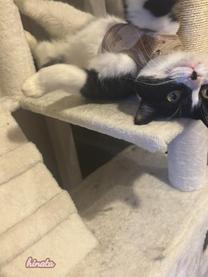 ���ε����β���