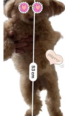 ���ε����β���