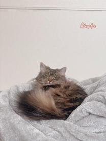 ���ε����β���