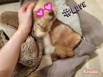 ���ε����β���