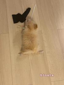 ���ε����β���