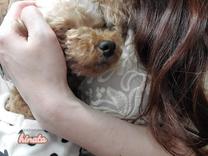 �u���O�摜