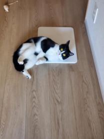 �u���O�摜