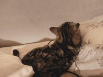 ���ε����β���