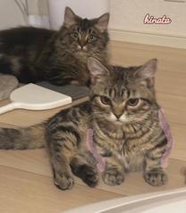 ���ε����β���