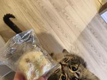 ���ε����β���