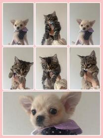 ���ε����β���