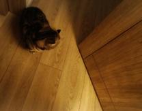 ���ε����β���