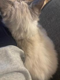 �u���O�摜