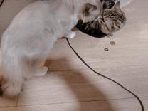 ���ε����β���