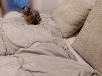 ���ε����β���