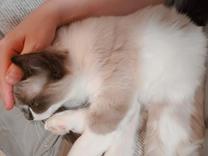 �����ċN...