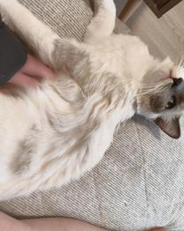 ���������Ȃ�