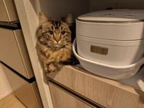 ����ȂƂ��ɂ����̂�?