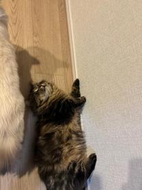 ���ε����β���