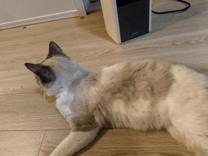 ���ε����β���