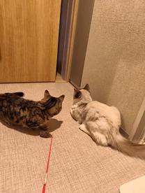 ���ε����β���