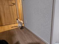 ���ε����β���