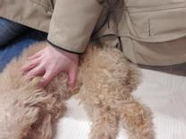 ���ε����β���