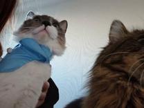 ���ε����β���