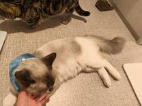 ���ε����β���