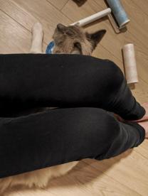 ���̂�񂿂�ڂ������̉摜