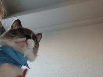 �ŋߌ��R�~�̉摜