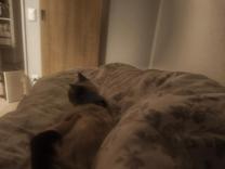 ���ε����β���