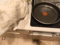 ���킠���킢