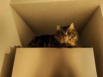 ���ε����β���