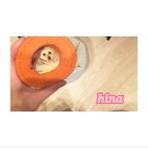 ���ε����β���