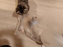 ���ε����β���