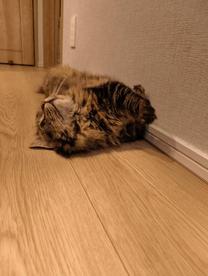 ���ε����β���