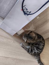 �u���O�摜