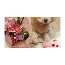 �u���O�摜