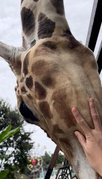 ���ε����β���