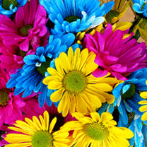 �u���O�摜