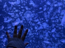 �u���O�摜