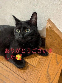 �u���O�摜