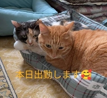 �u���O�摜