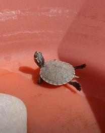 3/6�̂���...