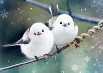 �u���O�摜