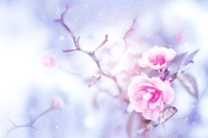 14(��)�̂���