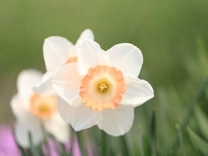 13(��)�̂���