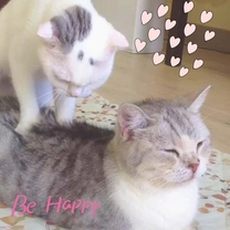 ���ε����β���