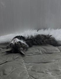 �ً}�o�΂��܂��[�[�[