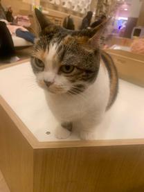 ���ε����β���