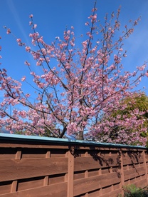 �n�܂�܂��I�I�̉摜