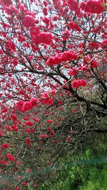 �u���O�摜